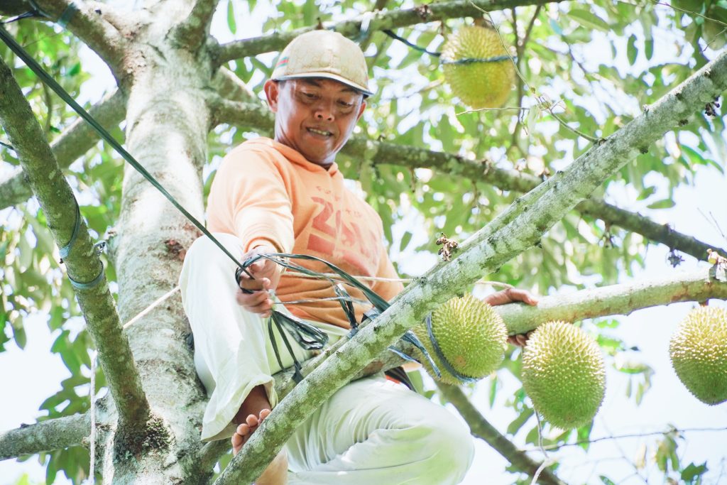 Petani Kendal Panen Buah Durian 