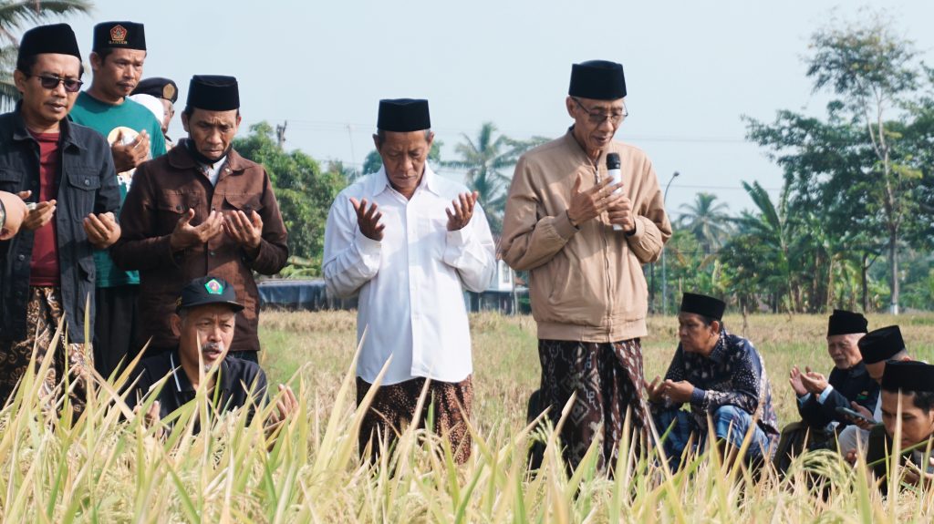 Jawab Krisis Pangan, Hasil Padi Kadang Tani Sarwotulus Jateng Capai 13 Ton